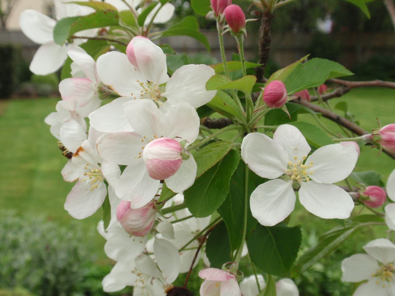 malus-jack-humm-flowers.jpg