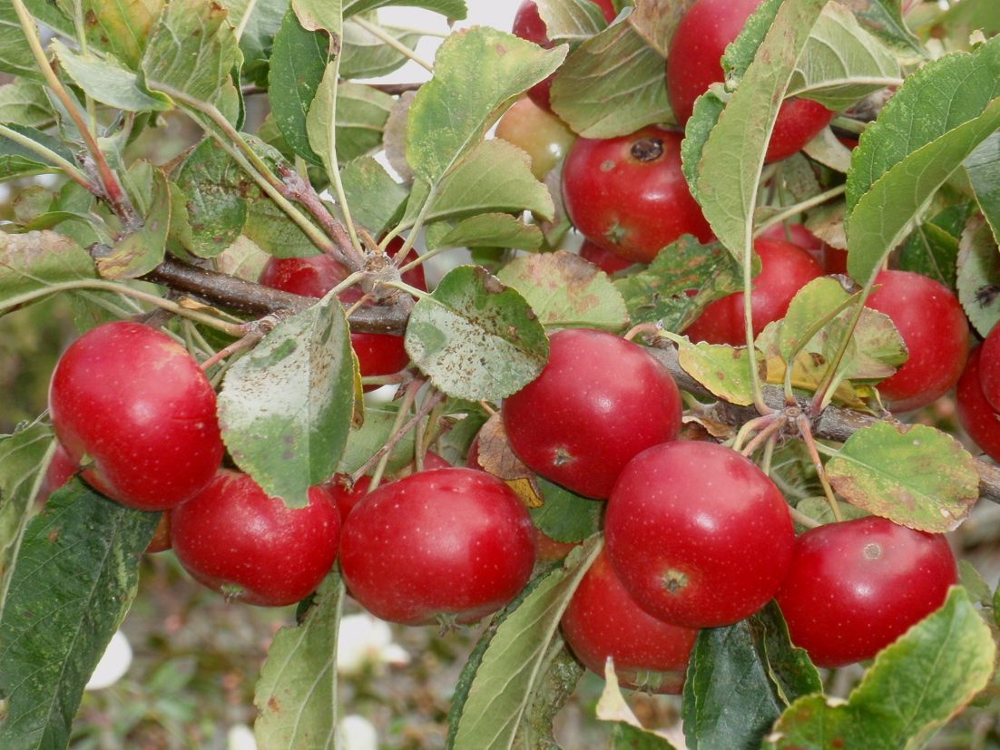 malus-jack-humm-fruit.jpg