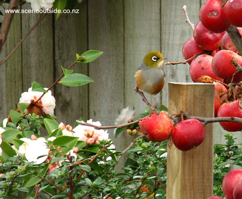 malus-waxeye.jpg