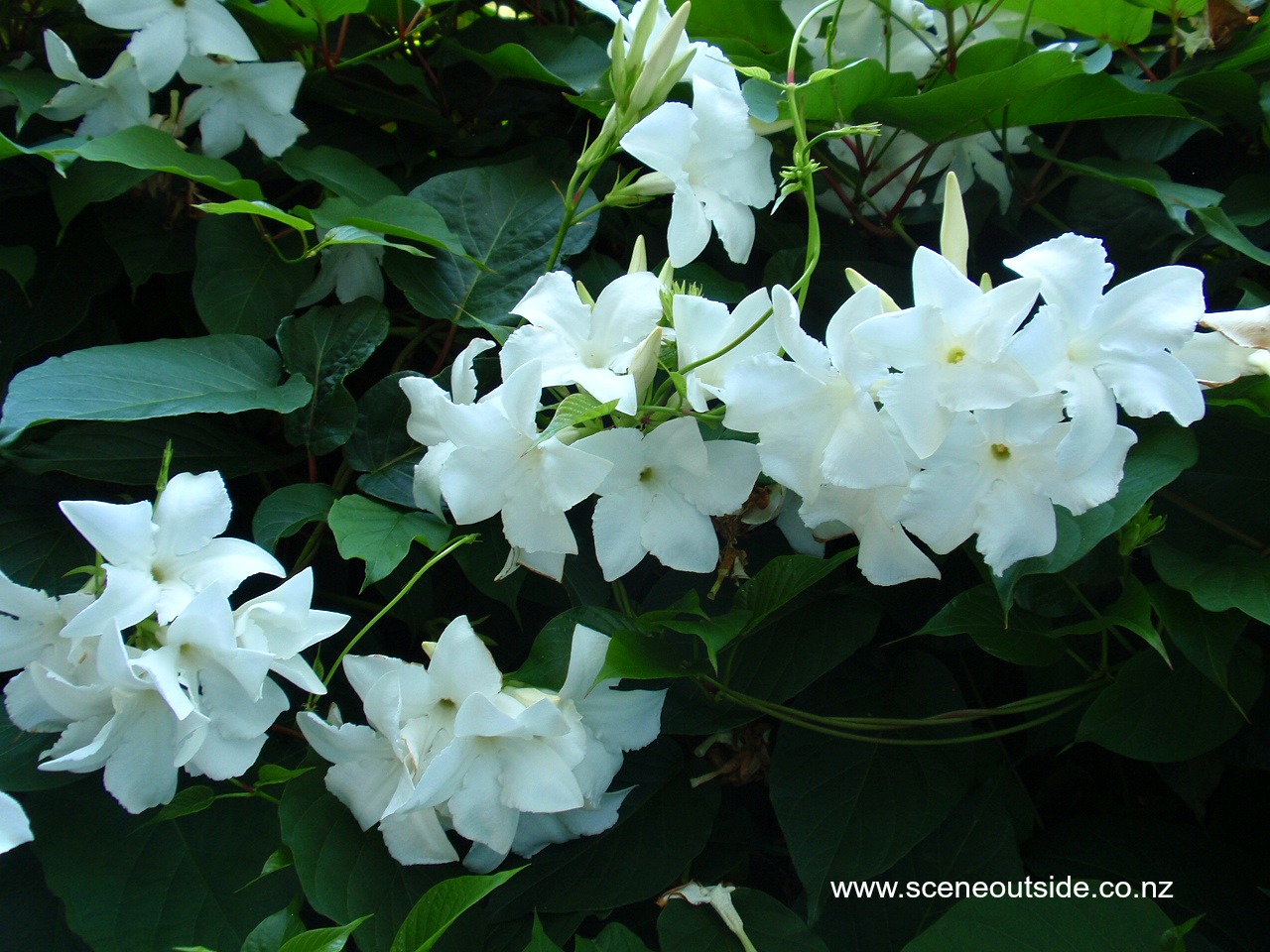 mandevilla-laxa.jpg