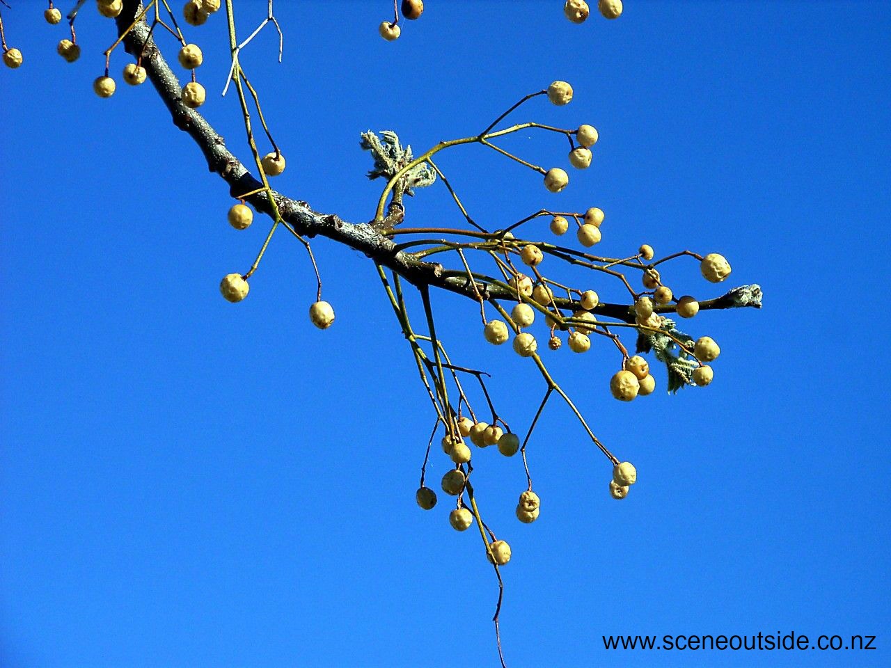 melia-azedarach-fruit.jpg