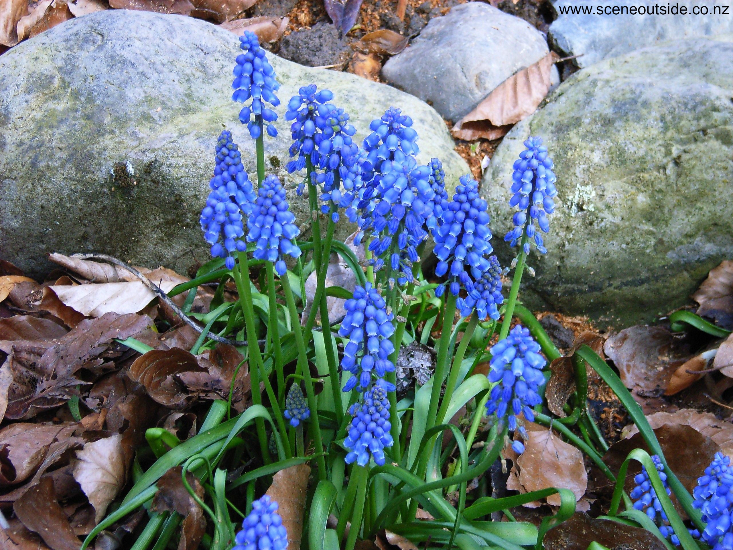 muscari-armeniacum.jpg