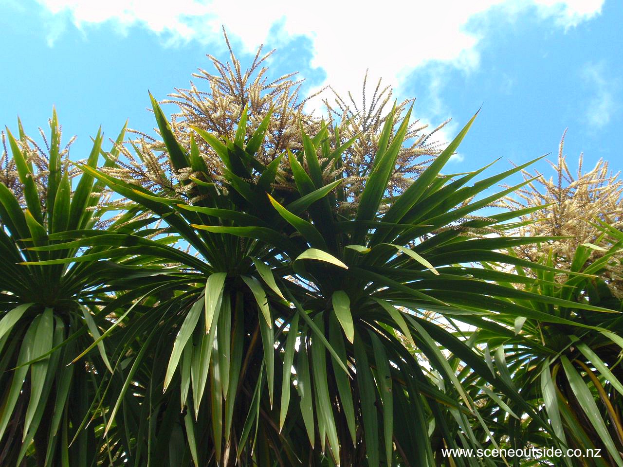 cordyline-australis.jpg