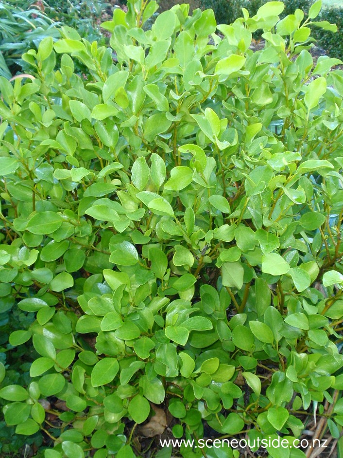 griselinia-littoralis-1.jpg