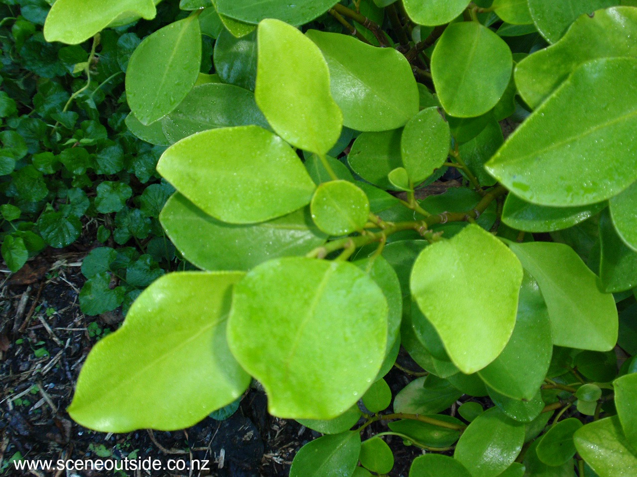 griselinia-littoralis.jpg