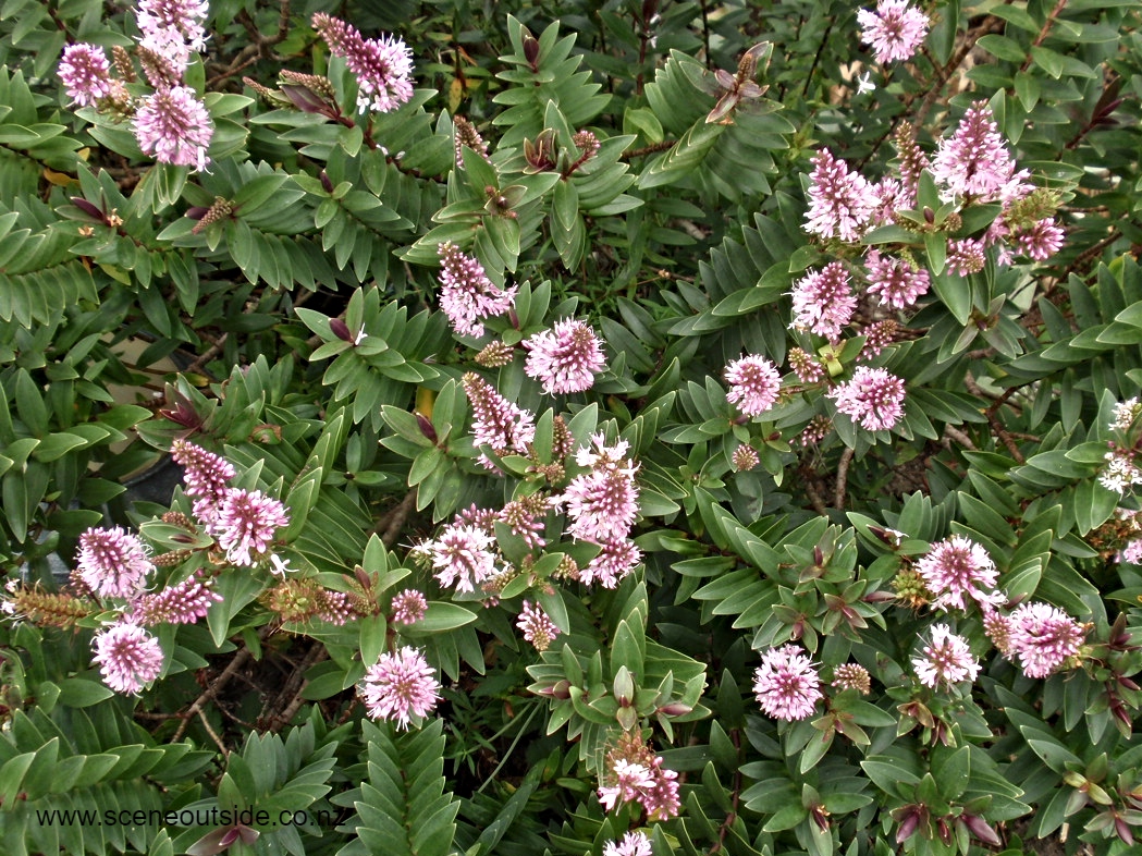 hebe-pretty-in-pink-flowers.jpg