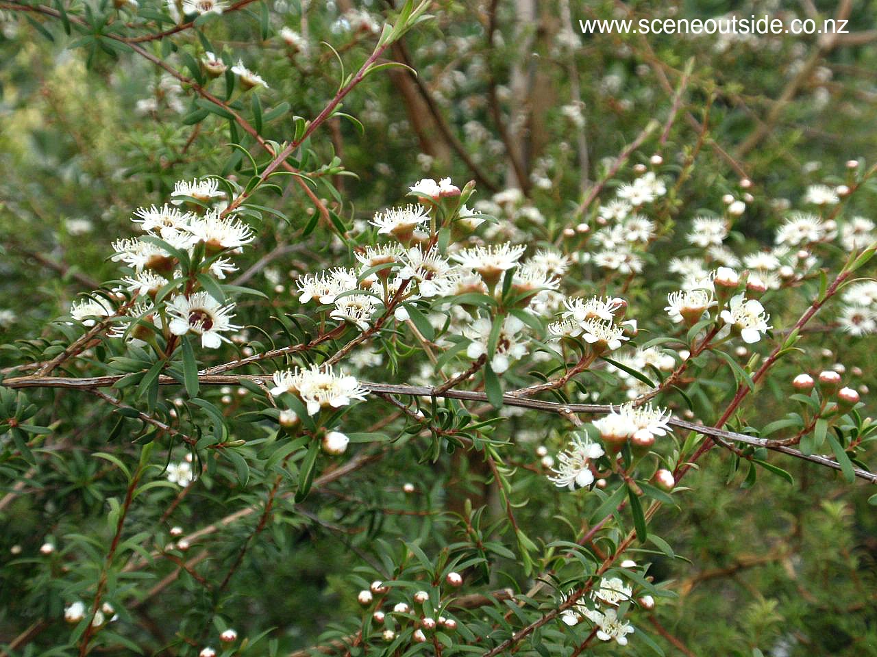 kunzea-ericoides-1.jpg