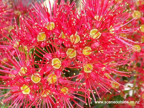 metrosideros-carminea-flowers.jpg