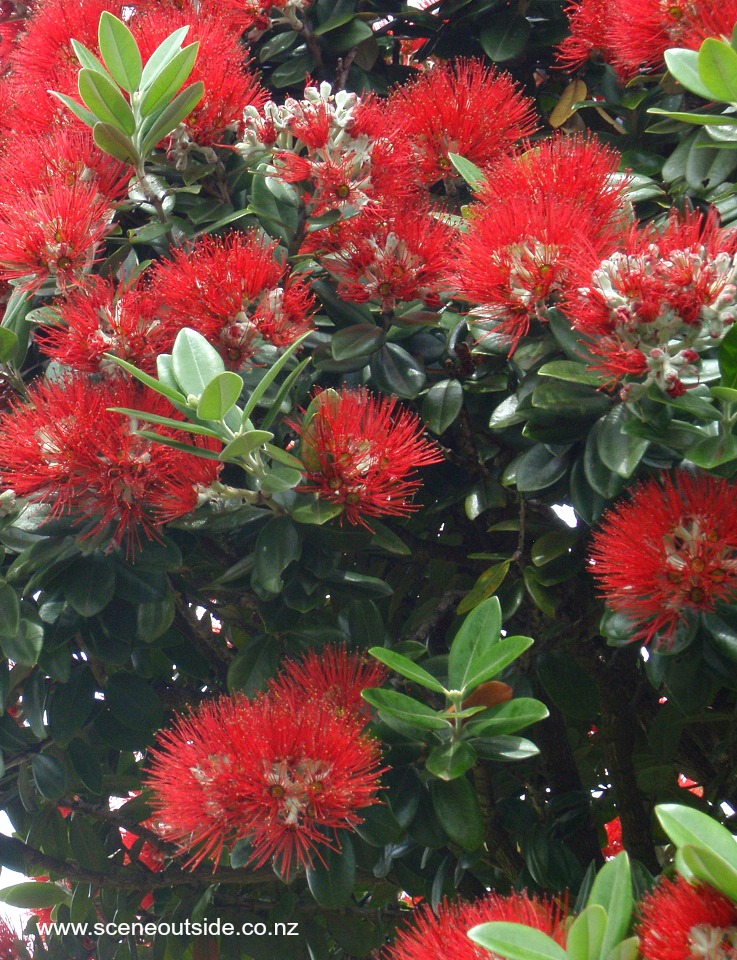 metrosideros-excelsa-flowers.jpg