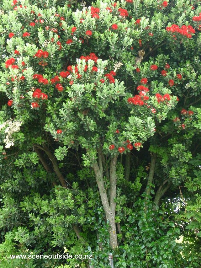 metrosideros-excelsa-tree.jpg