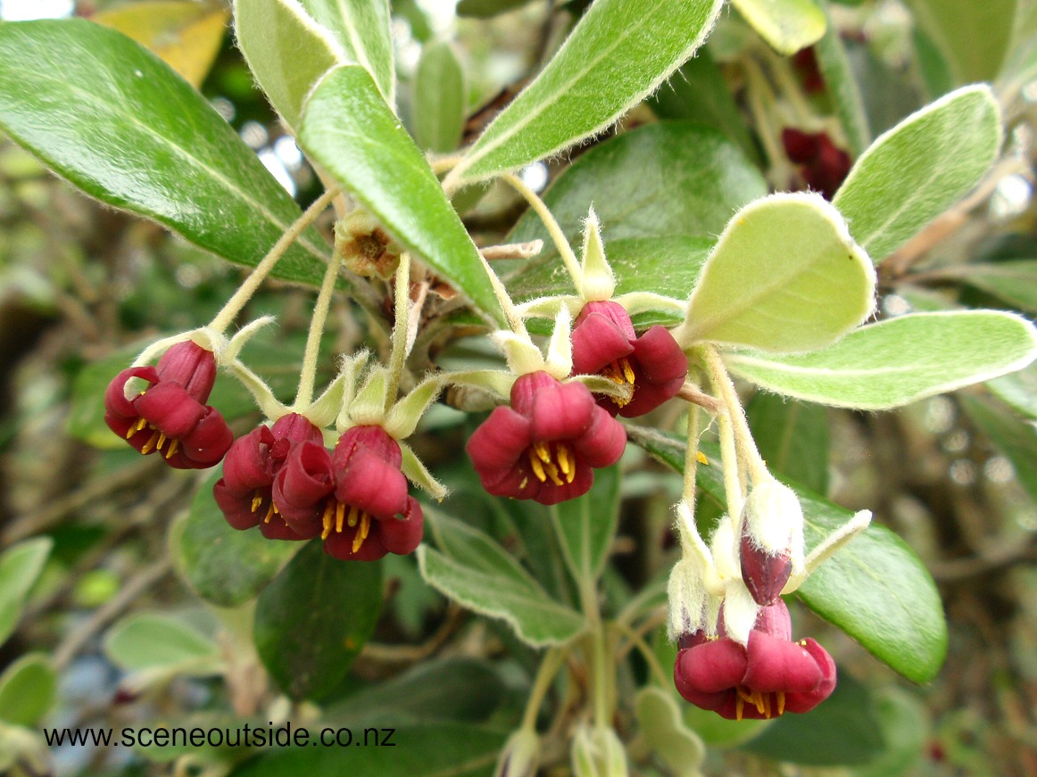 pittosporum-crassifolium-flowers.jpg