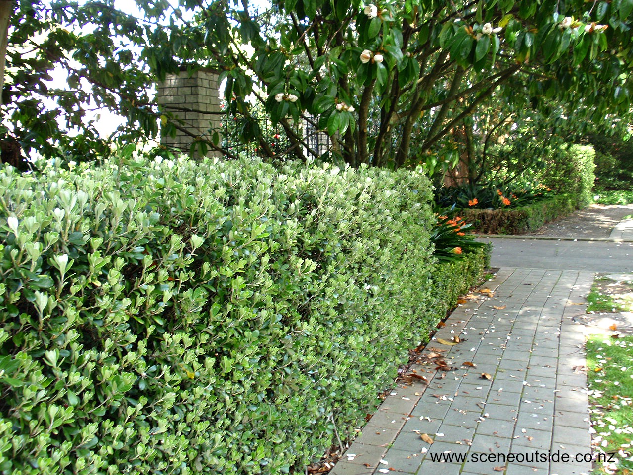 pittosporum-crassifolium-hedge.jpg