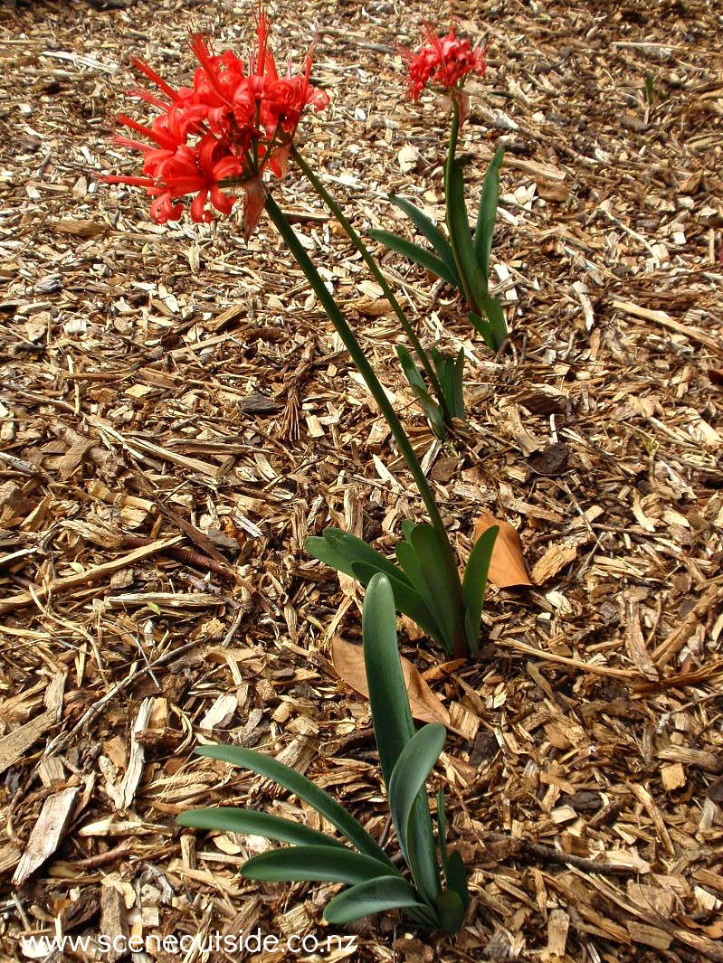 nerine-sarniensis-1.jpg