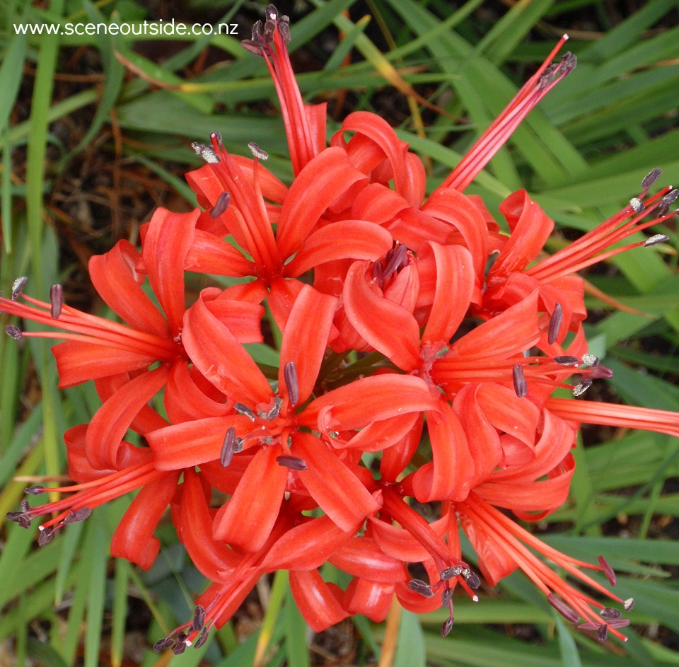 nerine-sarniensis.jpg