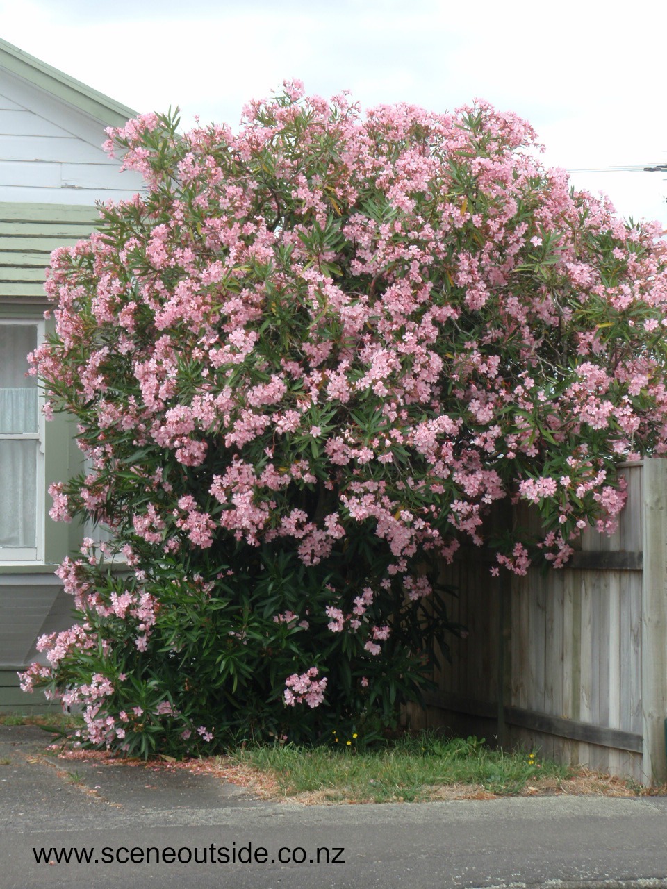 nerium-oleander.jpg