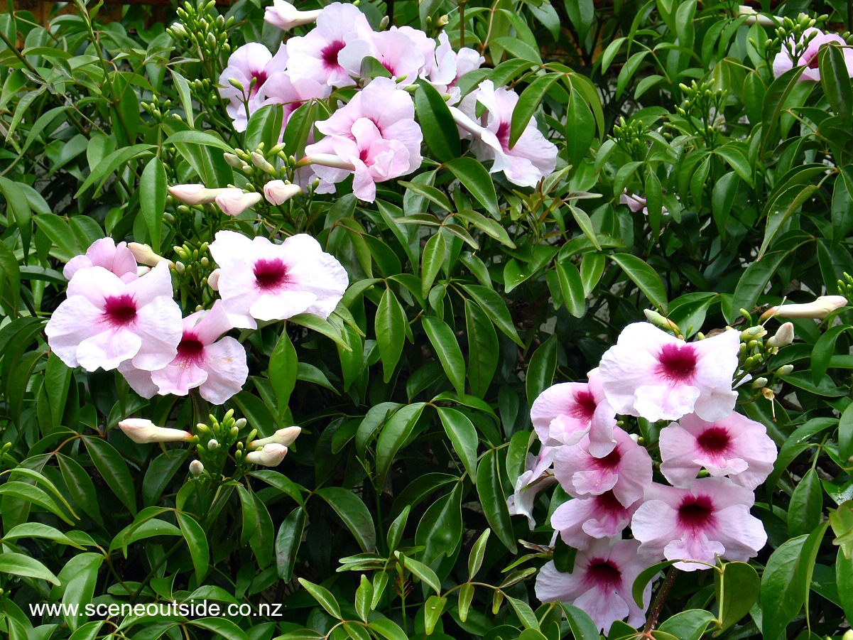 pandorea-jasminoides.jpg