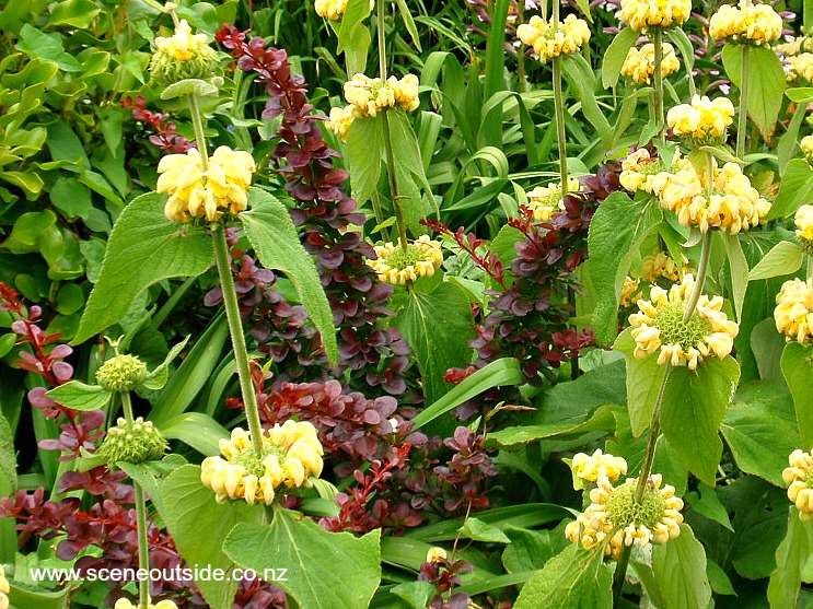 phlomis-russeliana-1.jpg