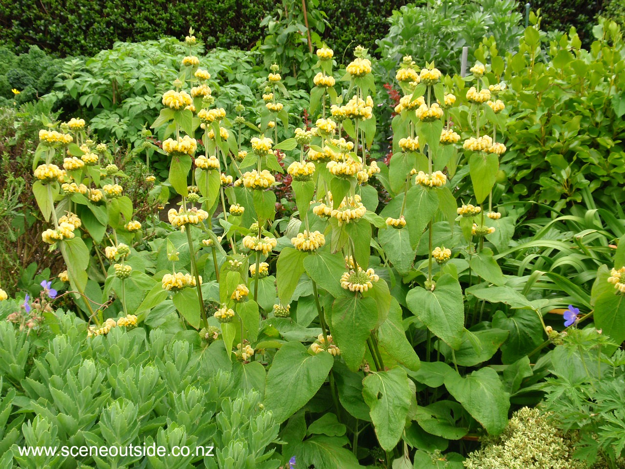 phlomis-russeliana.jpg