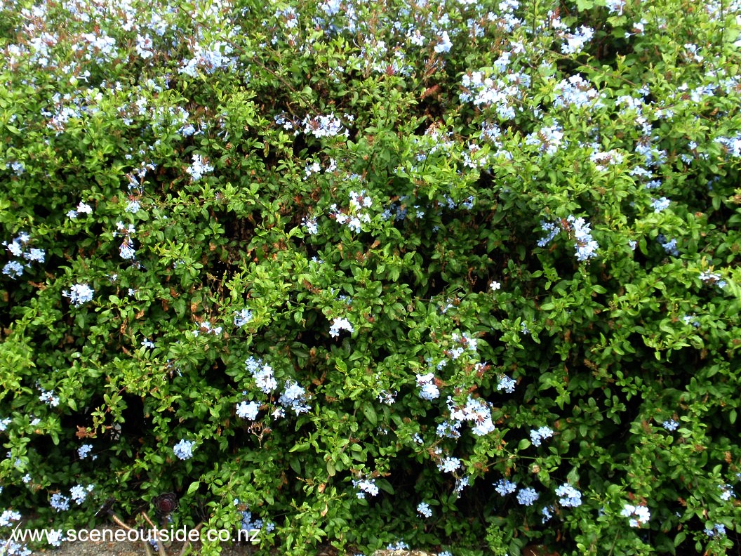 plumbago-auriculata-1.jpg