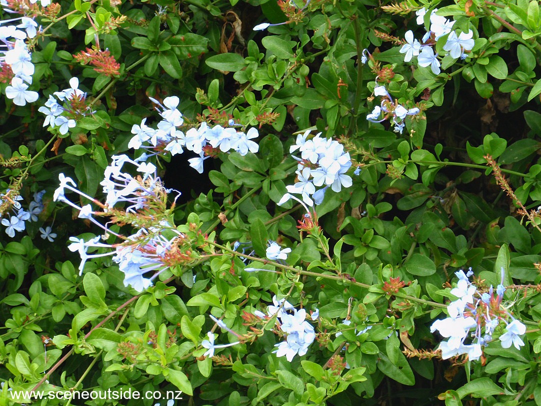 plumbago-auriculata-2.jpg