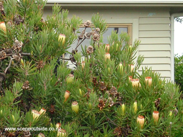 protea-neriifolia-limelight-2.jpg