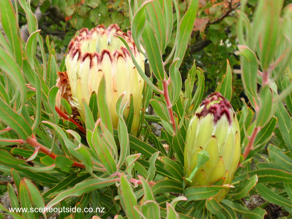 protea-neriifolia-limelight.jpg