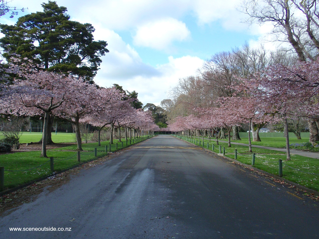 prunus-awanui-2.jpg