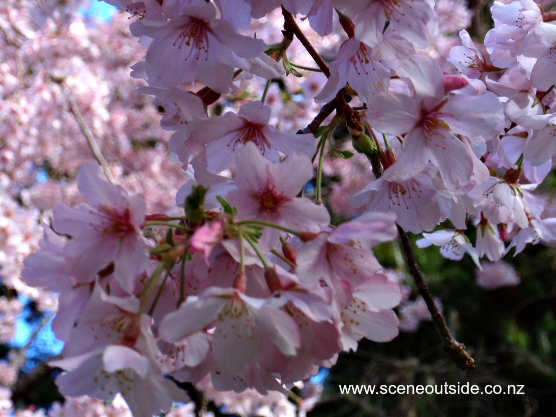 prunus-awanui.jpg