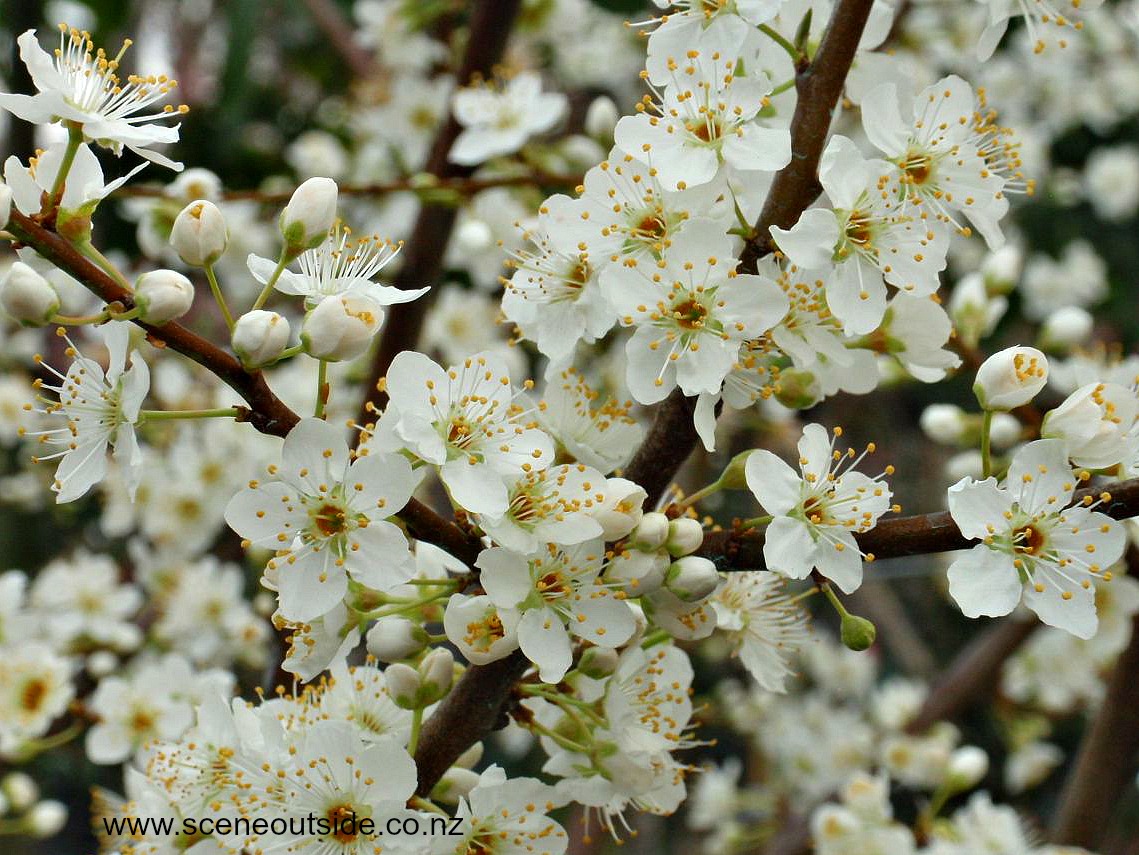 prunus-billington.jpg