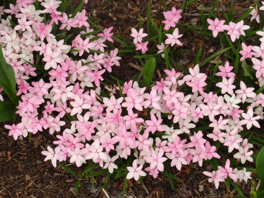 rhodohypoxis-baurii.jpg