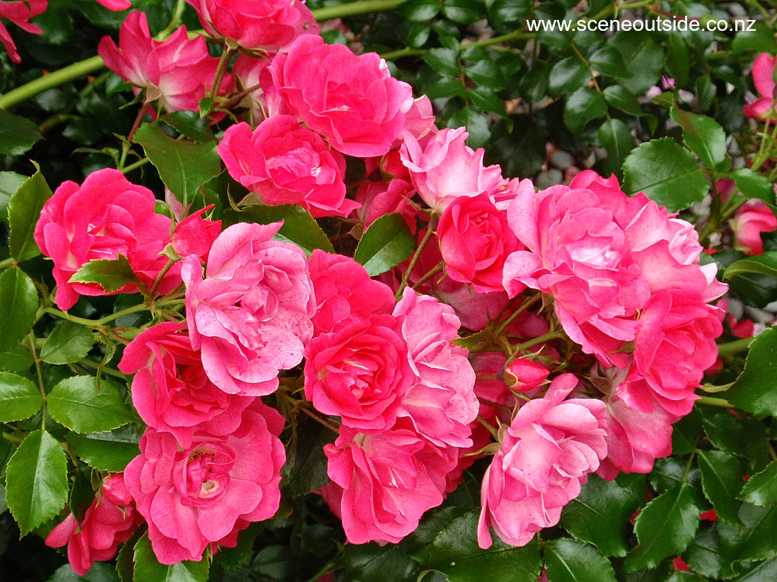 rosa-flower-carpet-pink.jpg