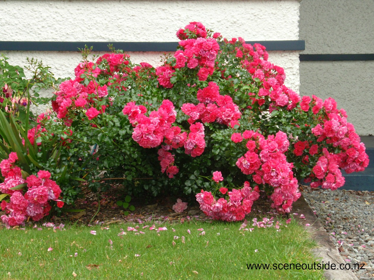 rosa-flowercarpet-pink.jpg