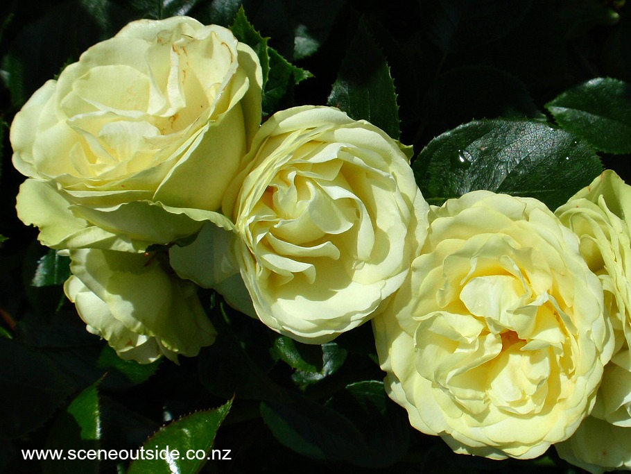 rosa-lemon-n-lime-1.jpg