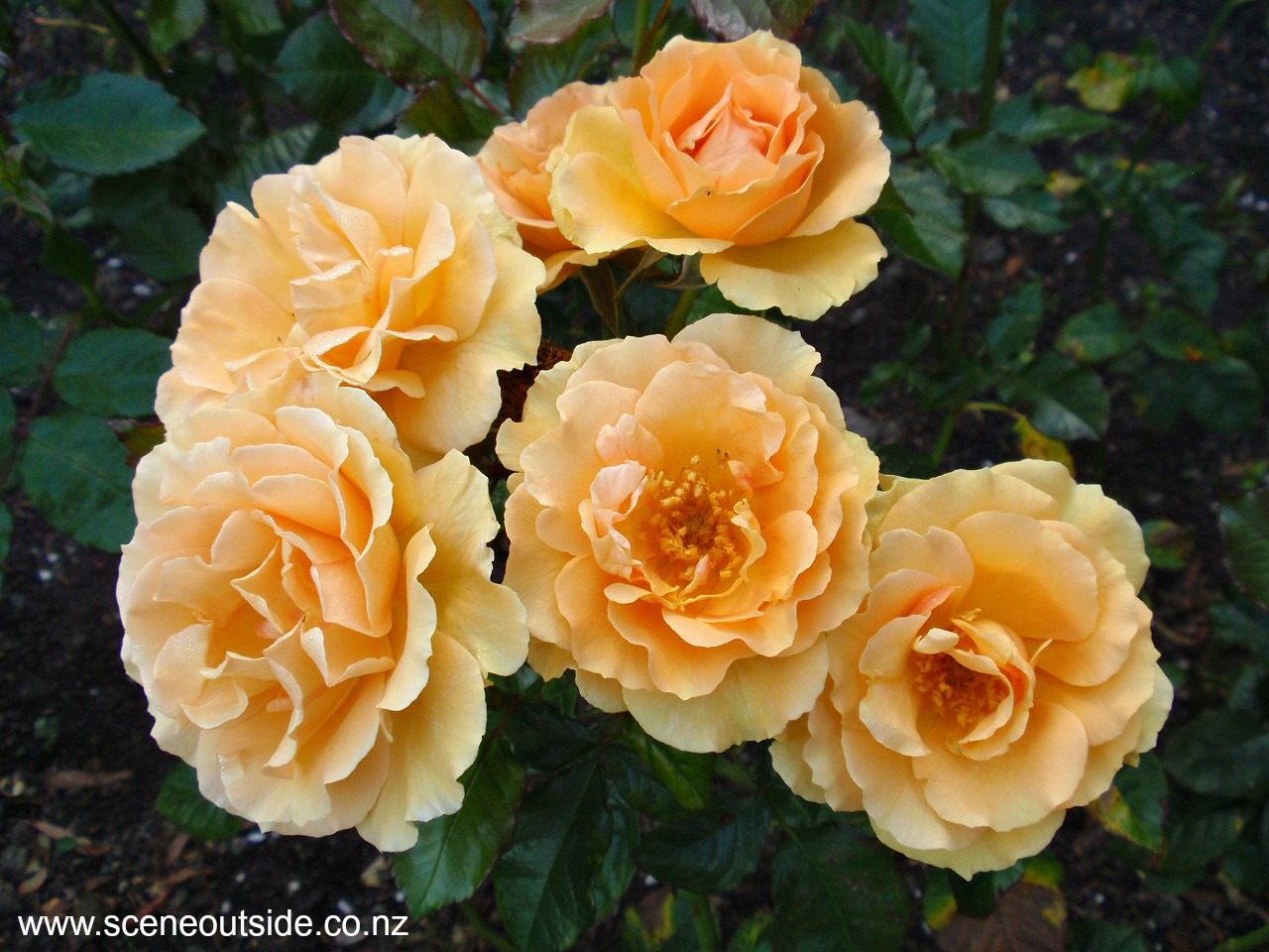 rosa-queen-wilhelmina.jpg