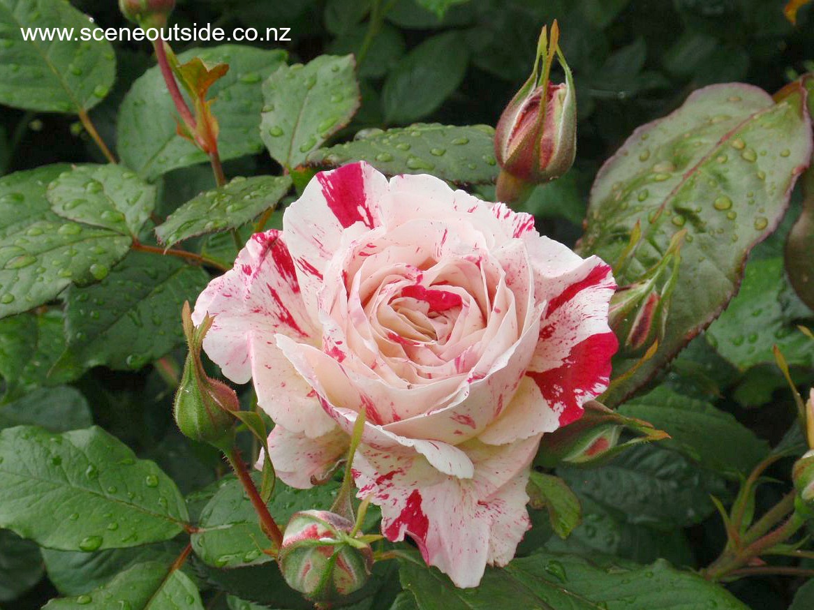 rosa-scentimental-closeup.jpg
