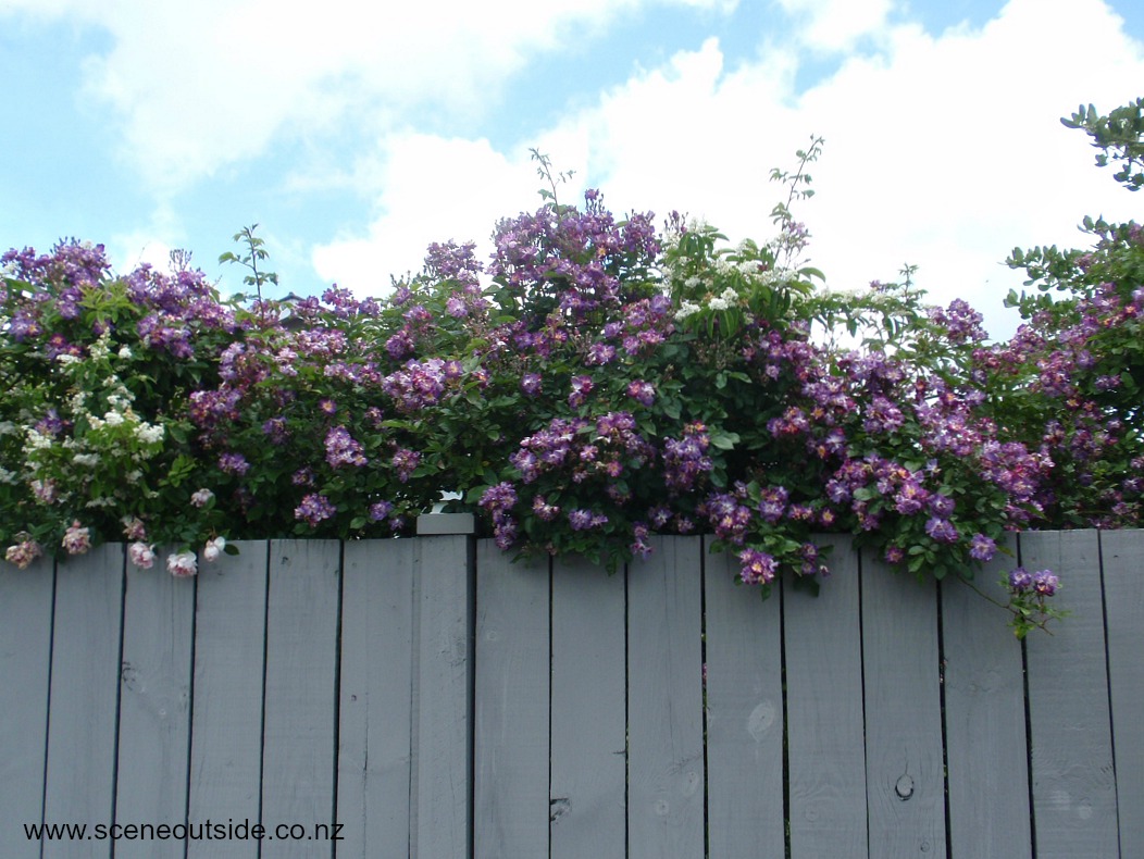 rosa-veilchenblau-1.jpg