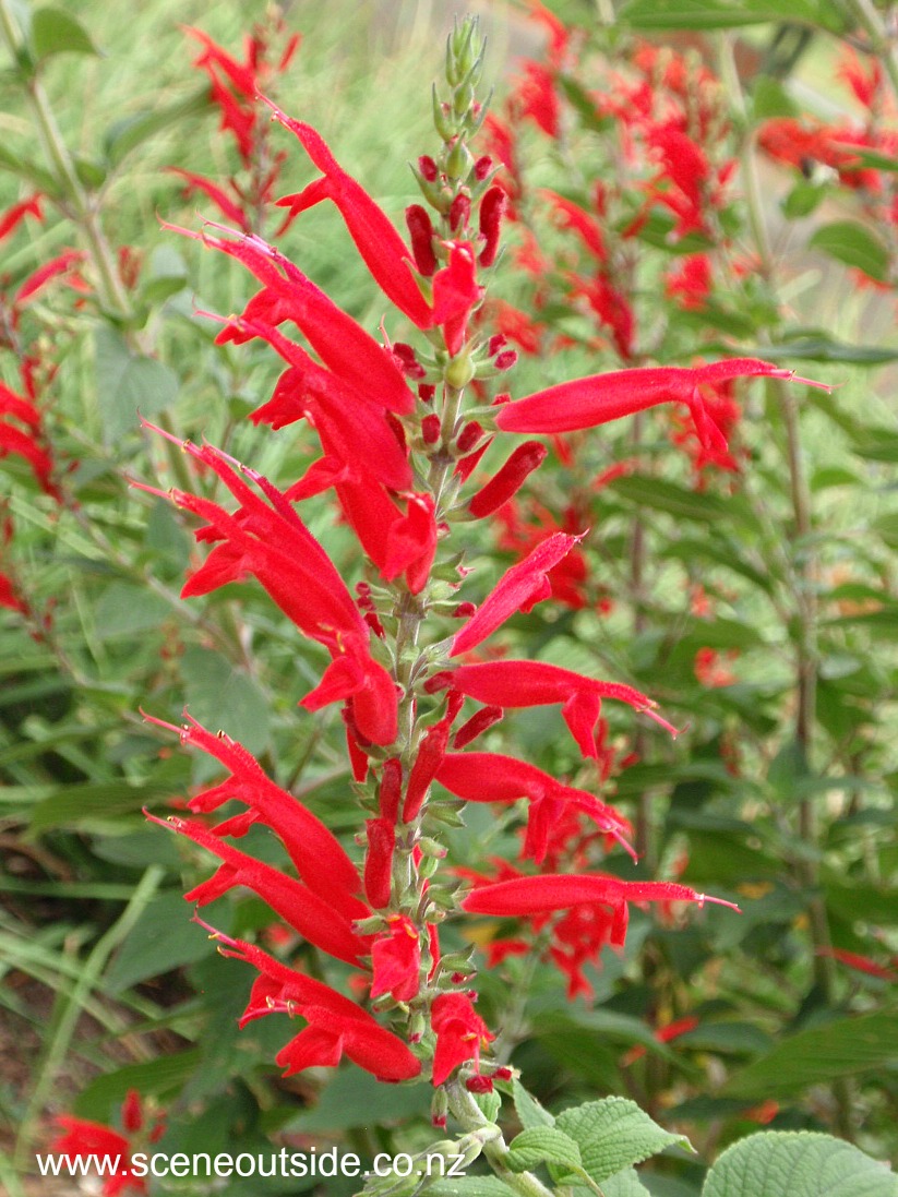 salvia-elegans-1.jpg