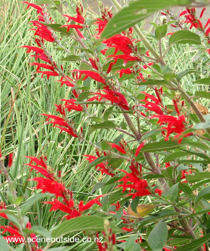 salvia-elegans.jpg