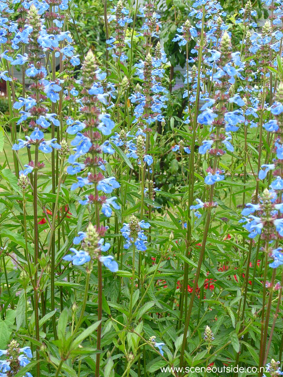 salvia-uliginosa.jpg