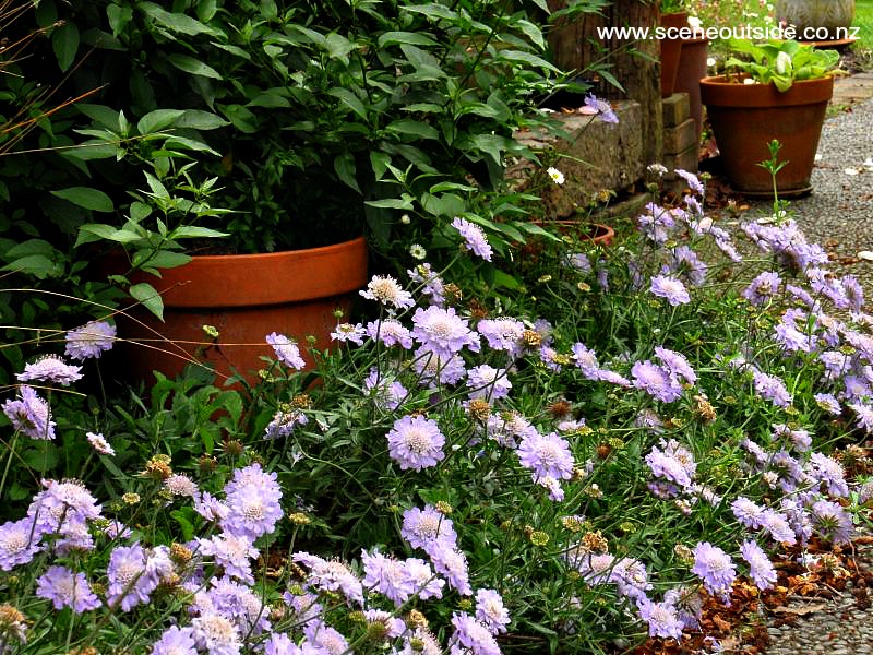 scabiosa-columbaria-1.jpg