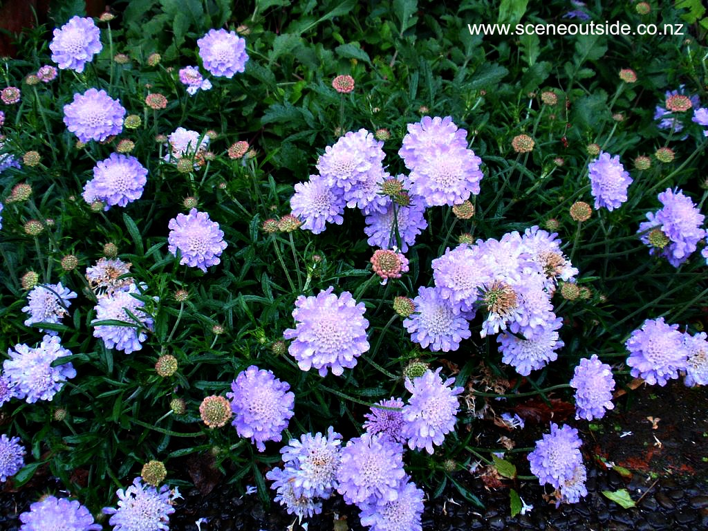 scabiosa-columbaria.jpg