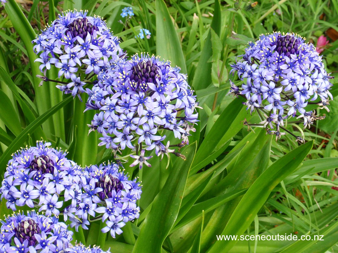 scilla-peruviana-oncostema.jpg