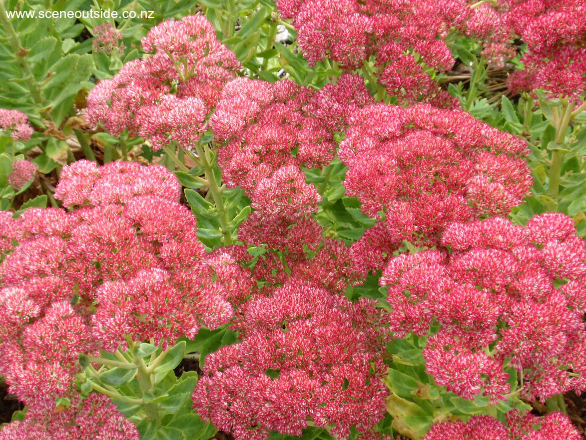 sedum-spectabile-1.jpg