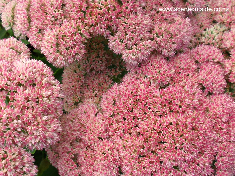 sedum-spectabile-4.jpg