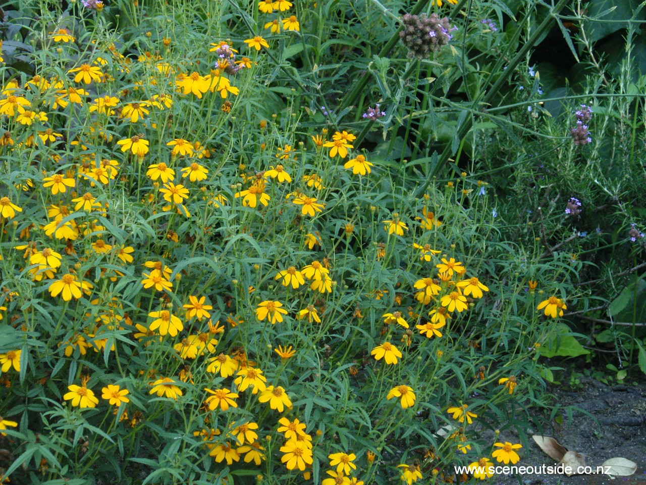 tagetes-lemmonii.jpg