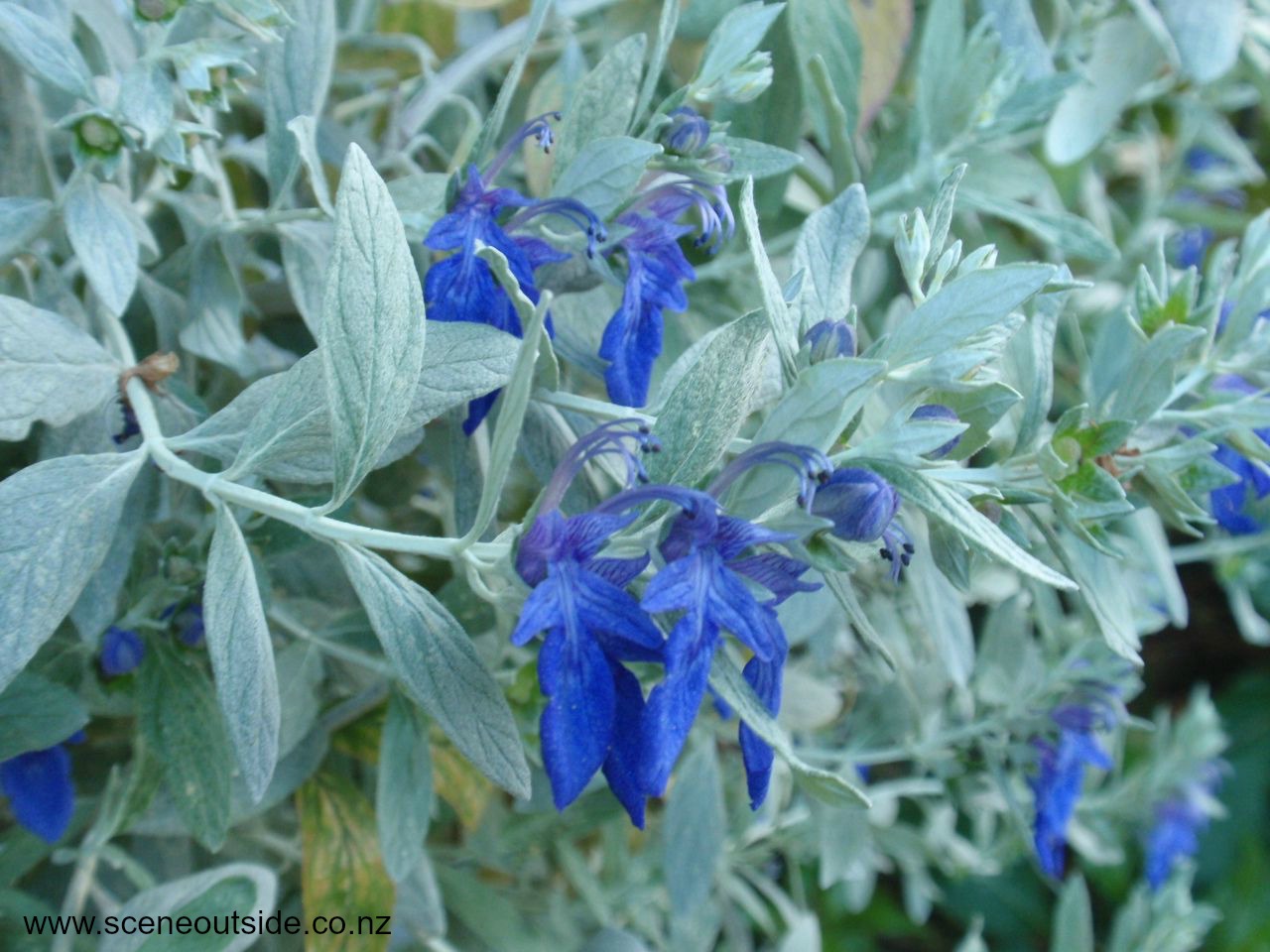 teucrium-azureum-1.jpg