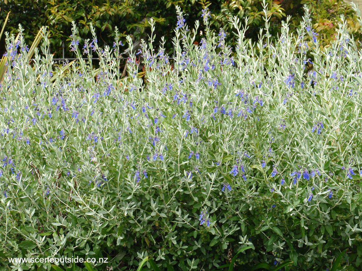 teucrium-azureum.jpg