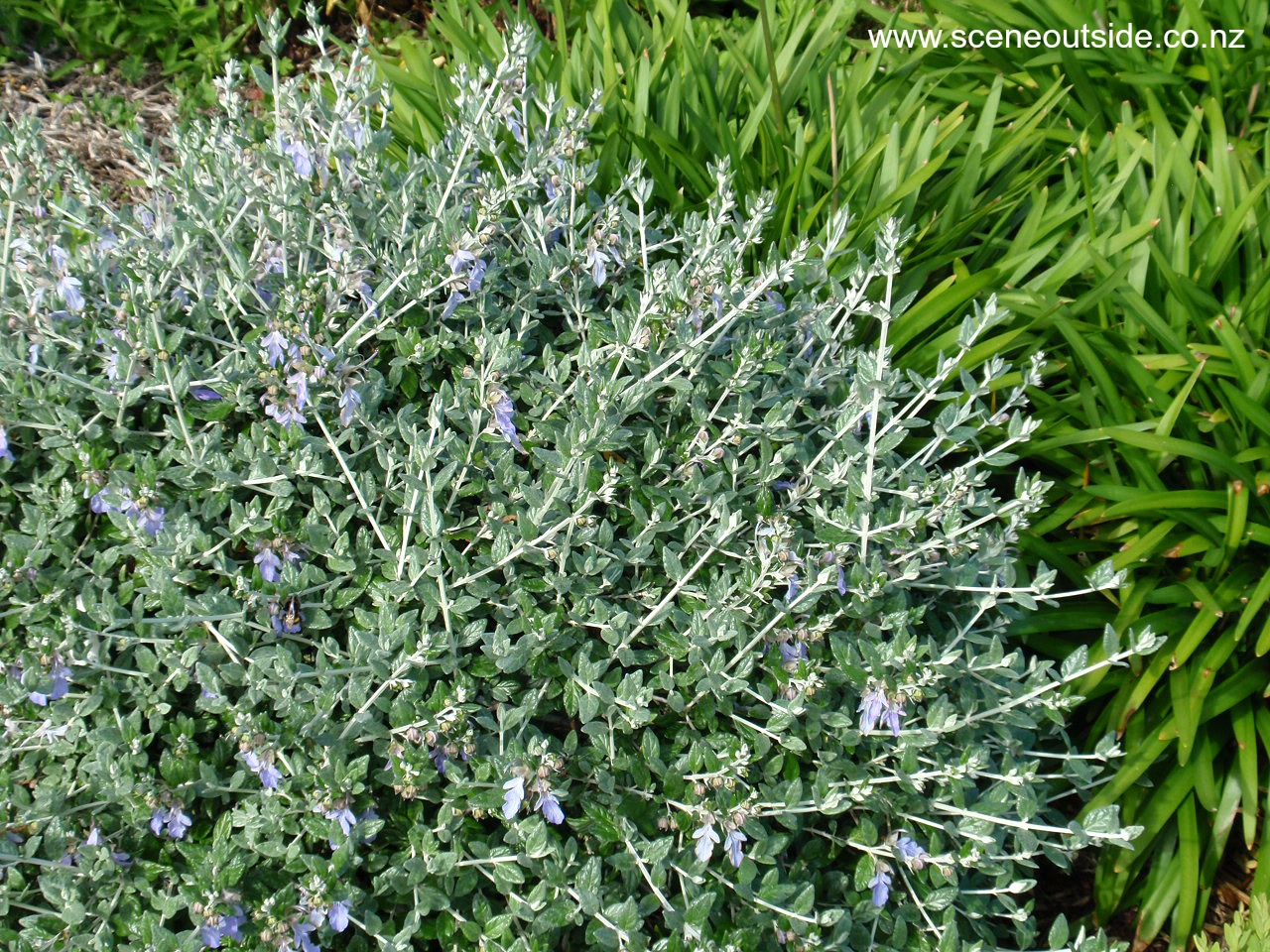 teucrium-fruticans-1.jpg