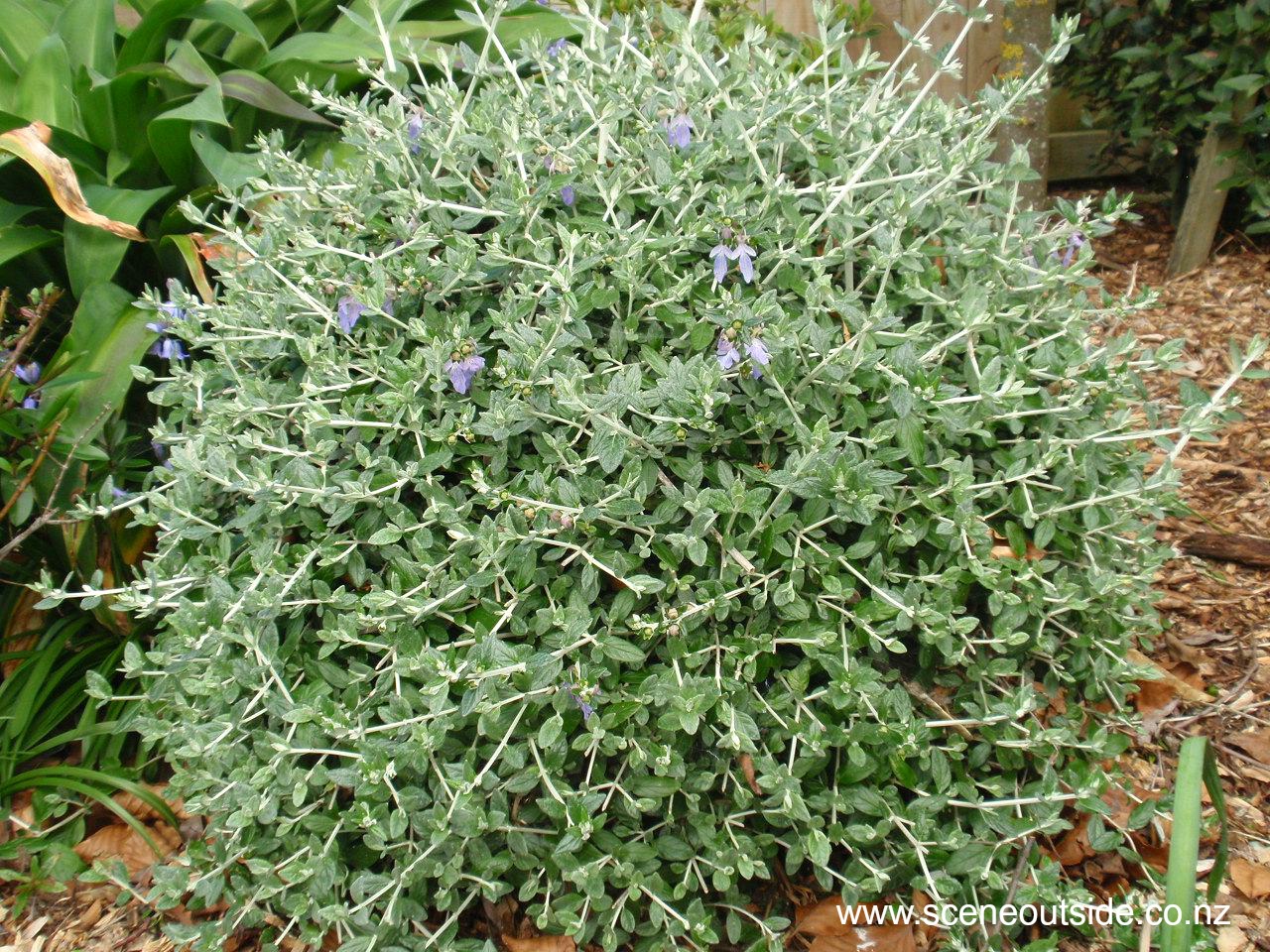 teucrium-fruticans.jpg