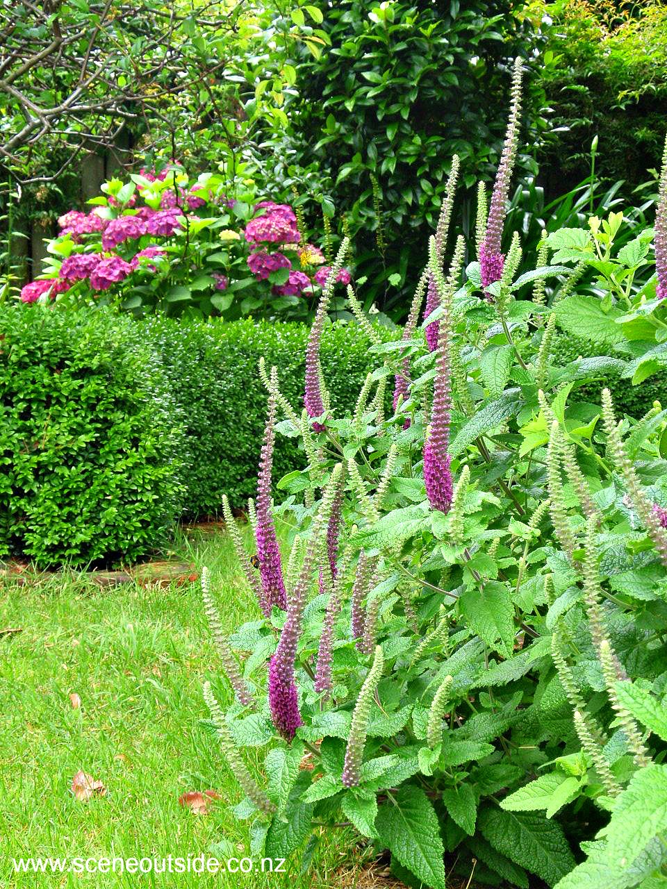 teucrium-hircanicum-purple-tails-1.jpg